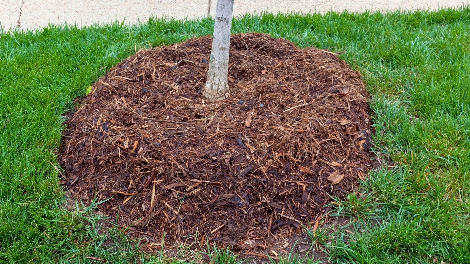 Getting to the Root of Tree Health Root Zone Rehab Buried Root Flares Lubbers and Sons Tree Care North Carolina
