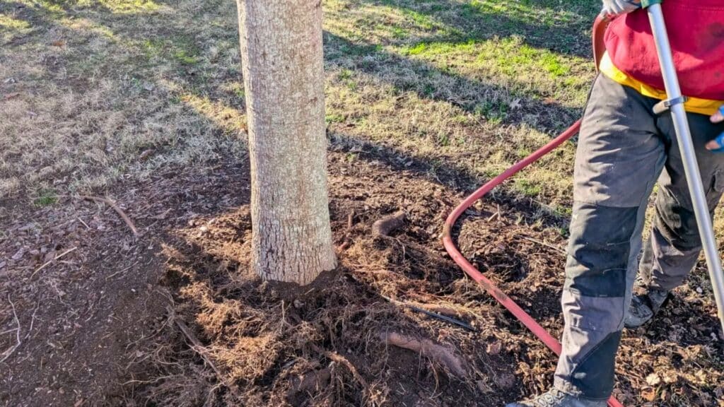 Getting to the Root of Tree Health Root Zone Rehab Professional Support Your Tree Roots Need Lubbers and Sons Tree Care North Carolina
