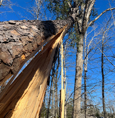 tree damage