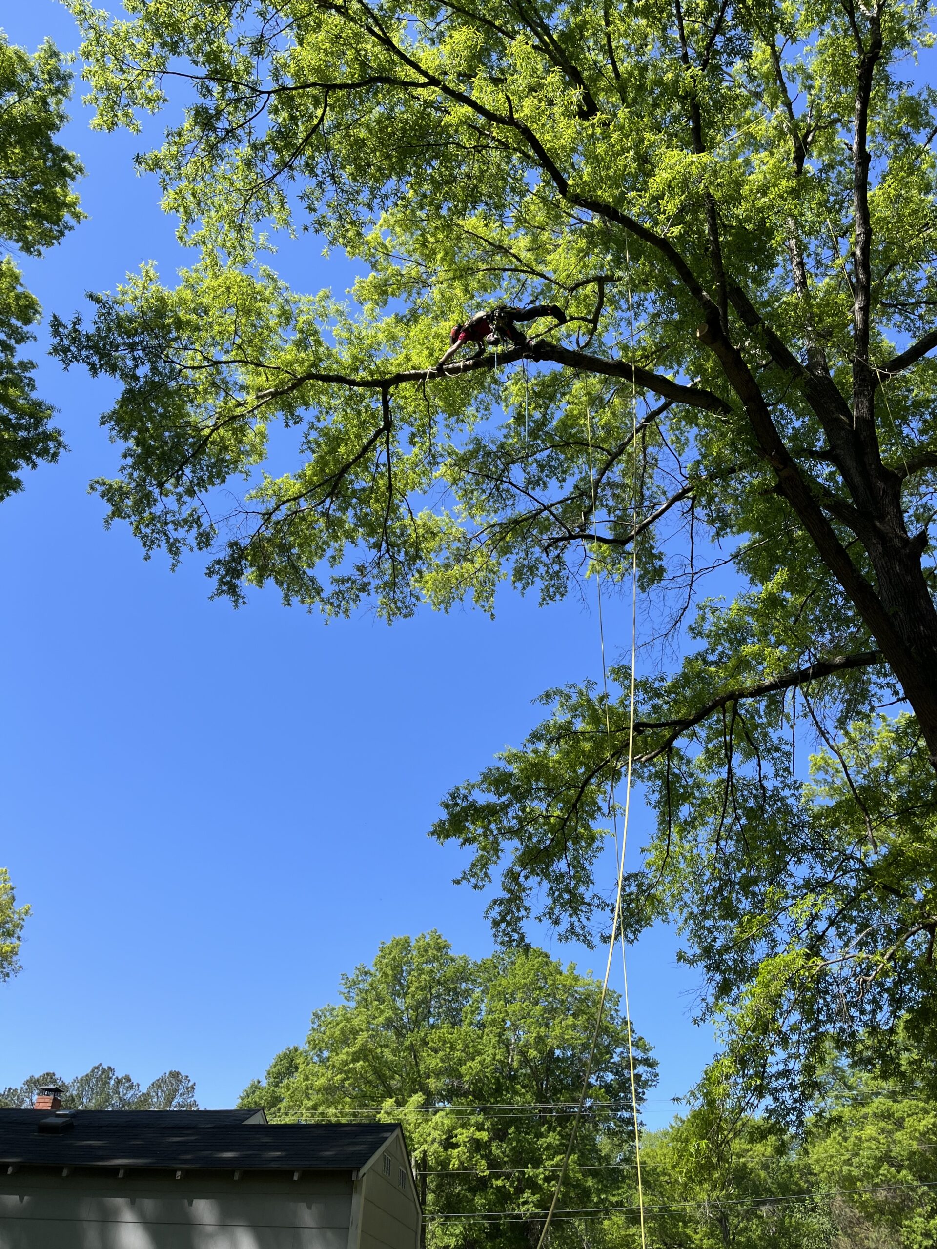 A climbing arborist leans out to set up safe rigging for this tree pruning project.
