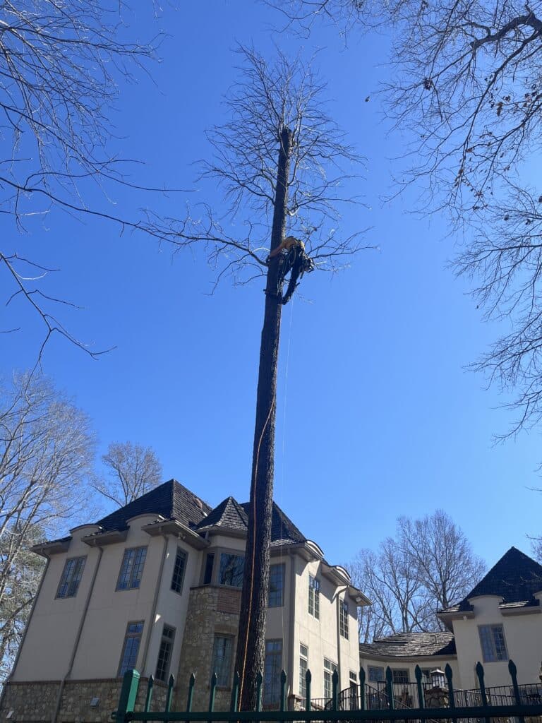 Previously topped tree declines and requires tree removal.