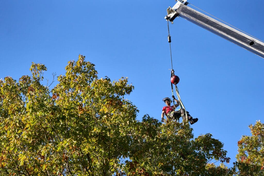 Tommy working with a crane for tree removal.