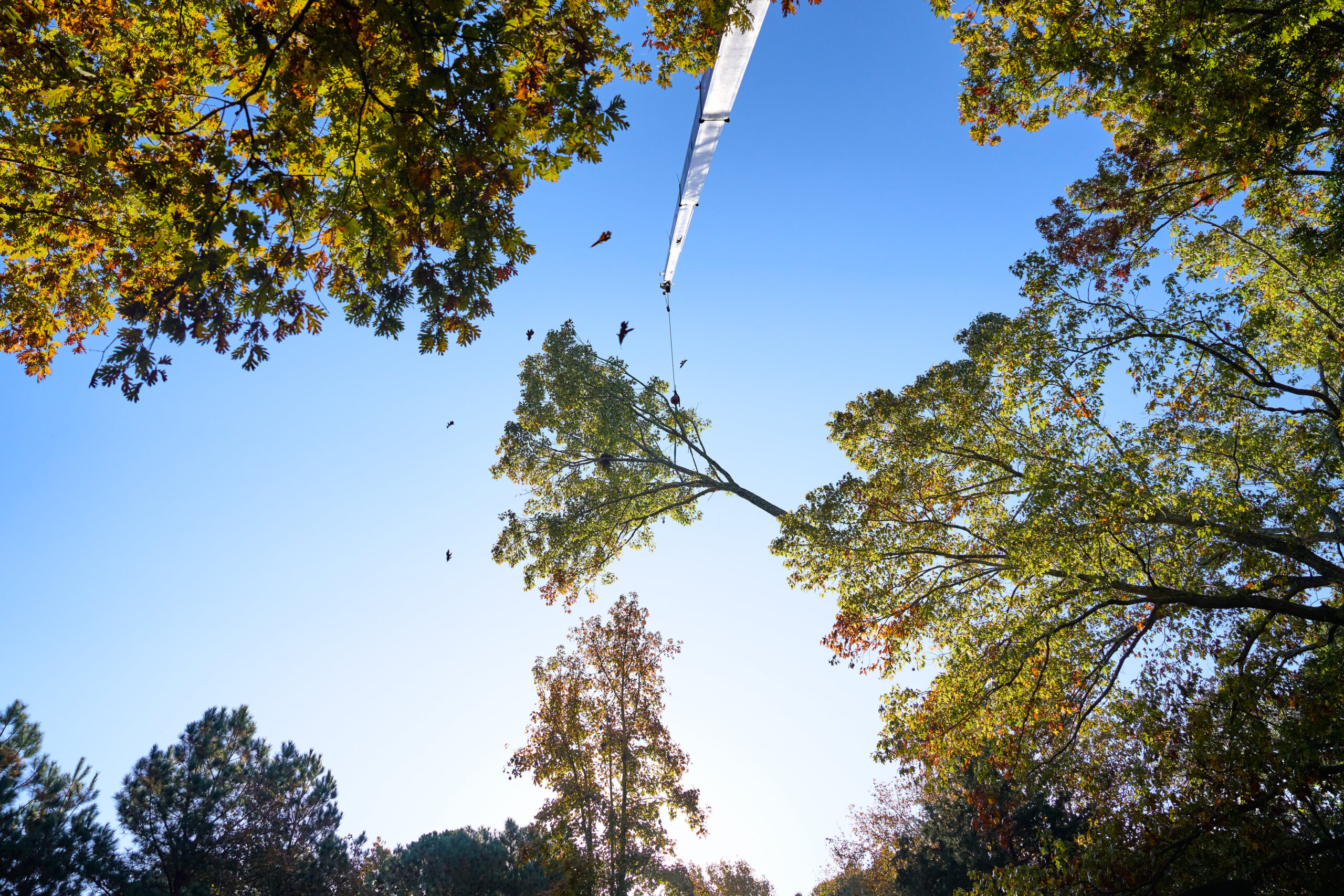 A crane tree removal involves lifting large pieces of the tree over a house.