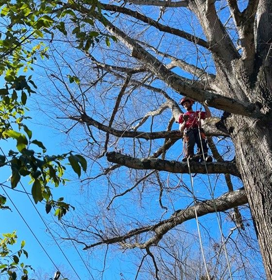 Restoration Pruning Restoration Pruning