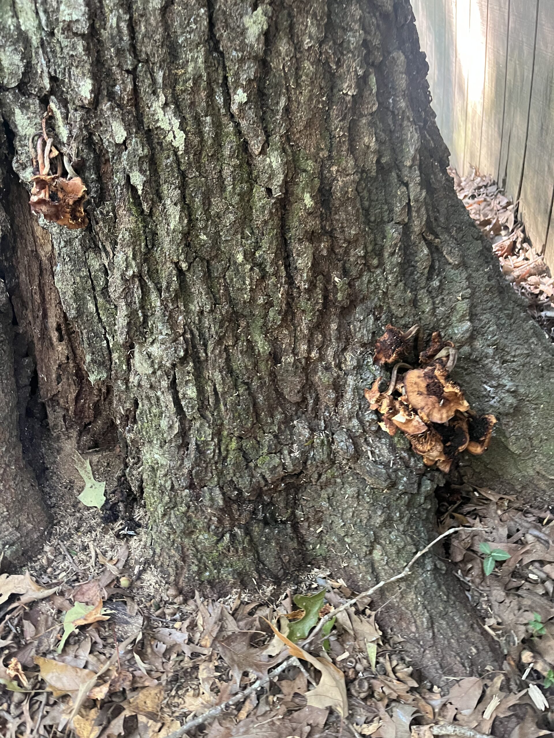Fungal growth at the base of a tree