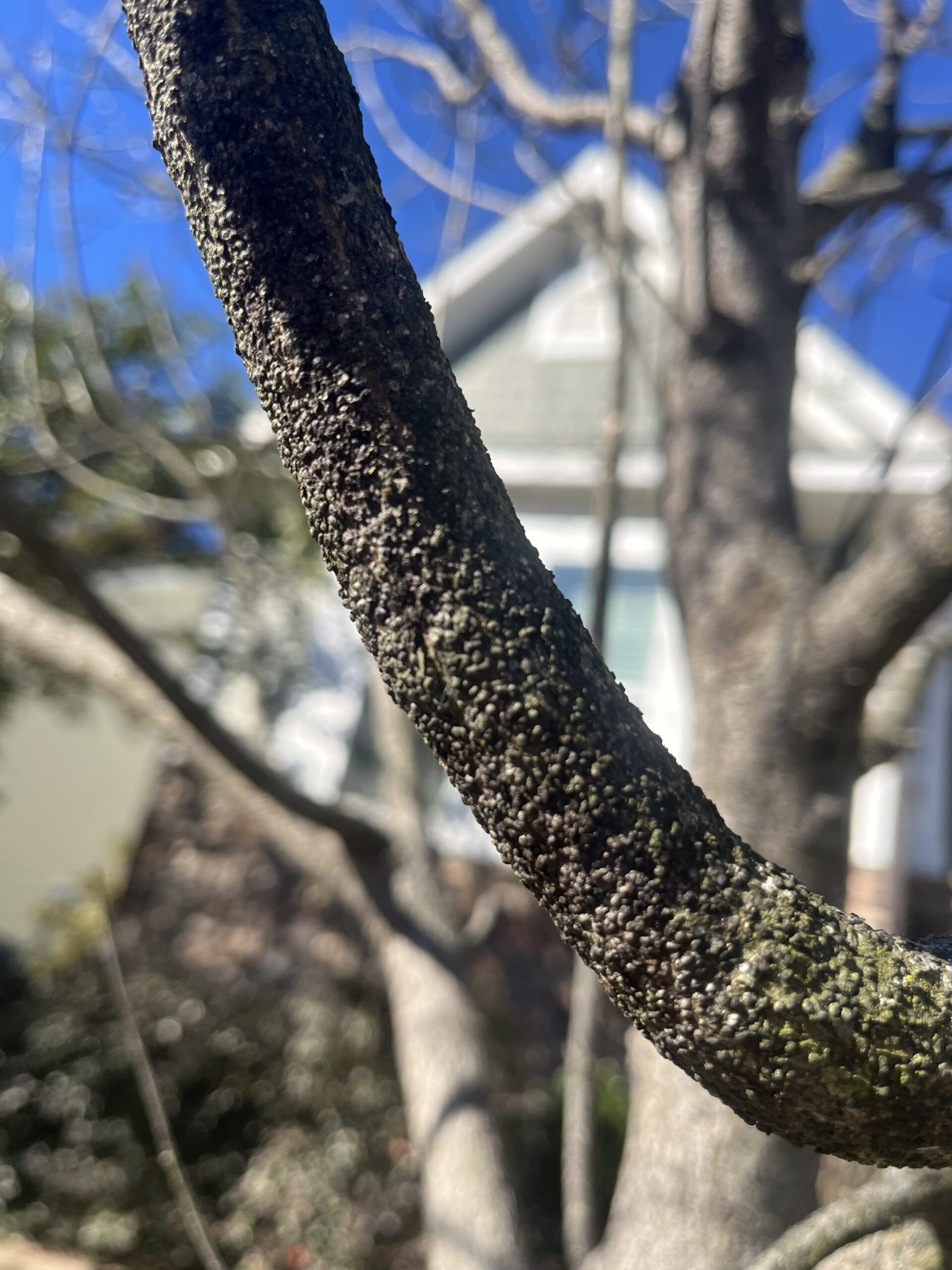 Gloomy scale insects found on a maple.