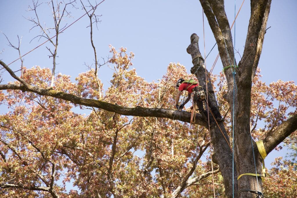 Tommy climbs to remove this large diseased and dying white oak.