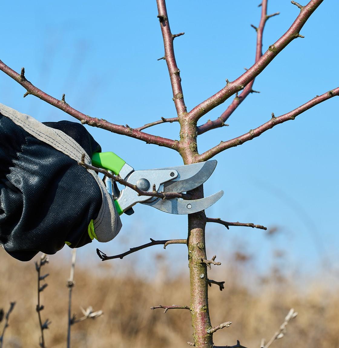 Structure & Young Tree Pruning