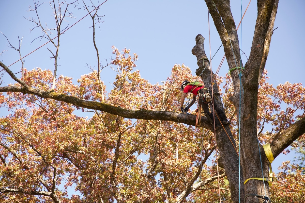 Commercial Property Expert Tree Removal in Central North Carolina