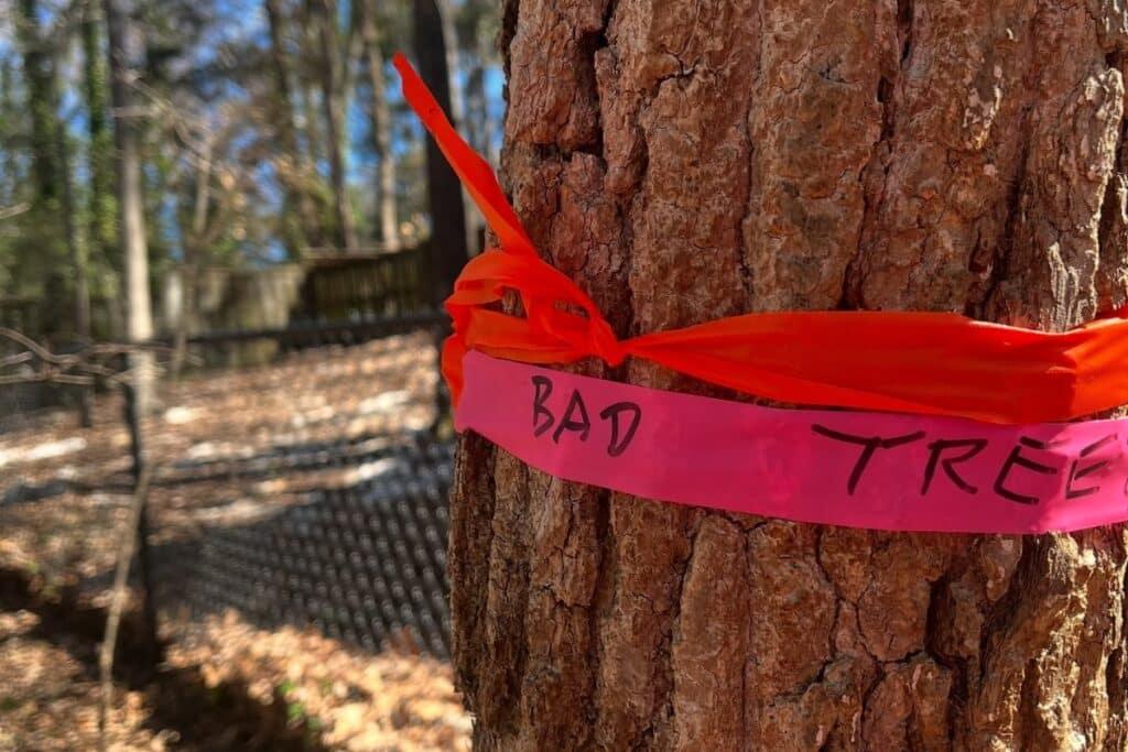 Invasive Tree Species Pests ISA Certified Arborist Consultations North Carolina Lubbers and Sons Tree Care