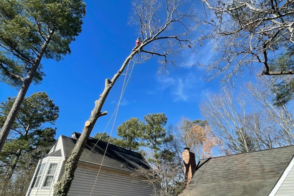 Old Leaning Emergency Hazardous Tree Over Home Tree Care Service in Central North Carolina