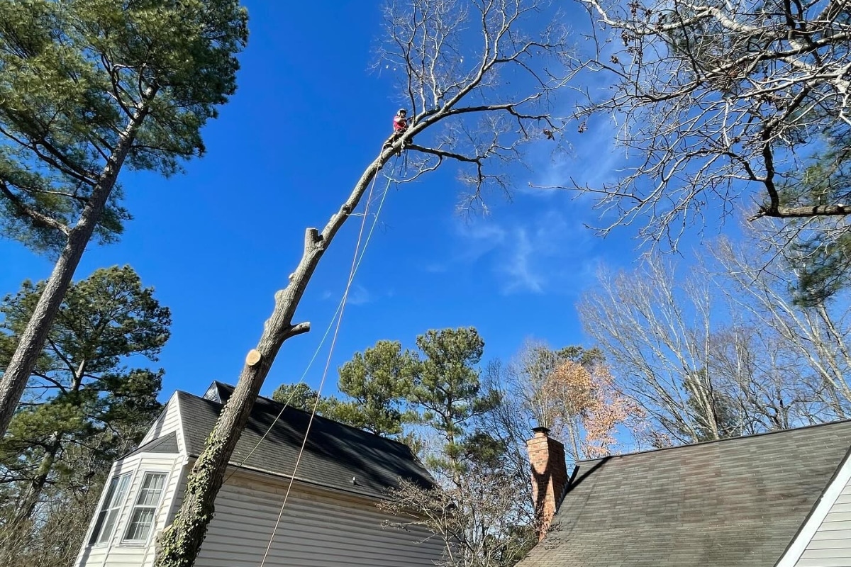 Old Leaning Emergency Hazardous Tree Over Home Tree Care Service in Central North Carolina