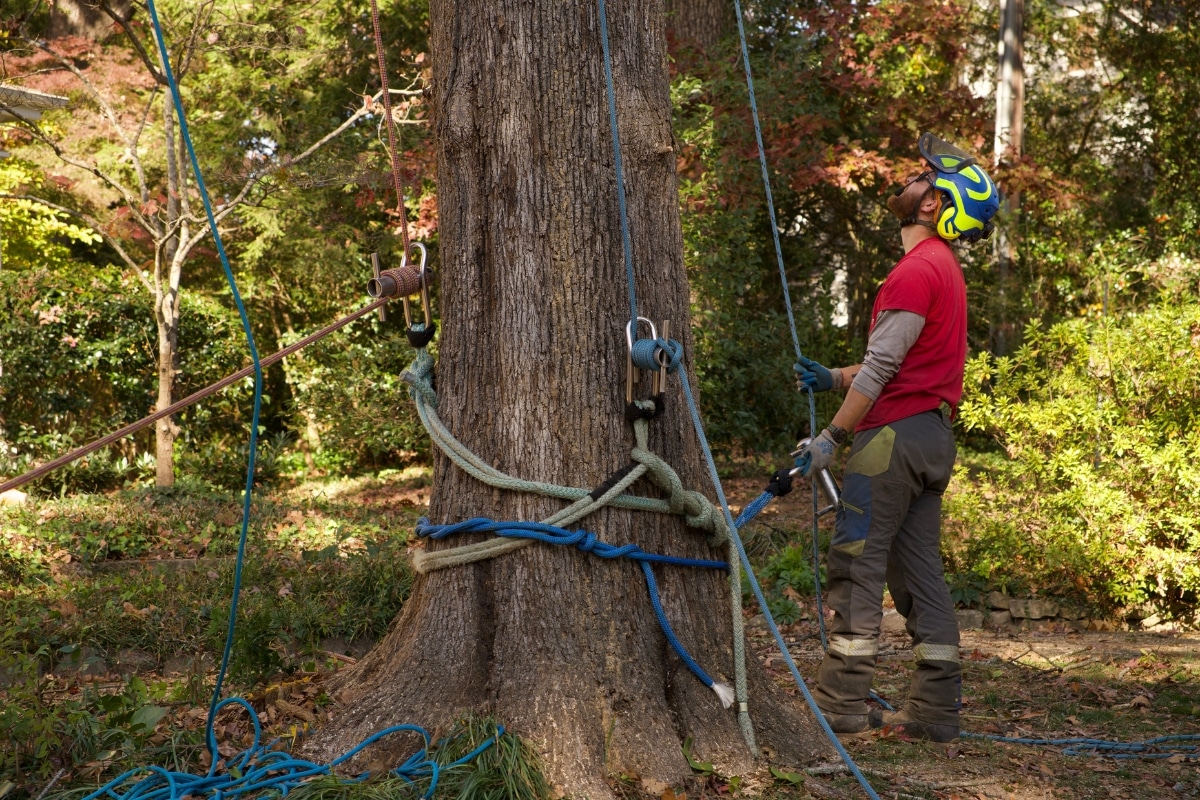 PPE Fall Protection Professional Tree Care Service North Carolina Lubbers and Sons Tree Care