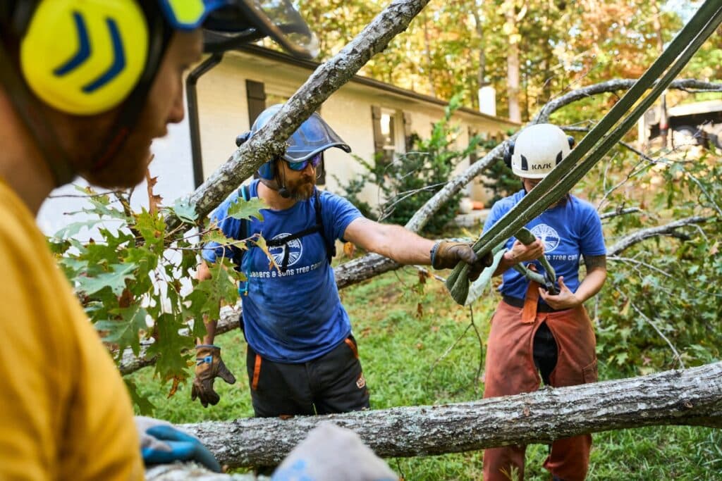 Tree Care Professional Evaluation Expert Tree Care Service North Carolina Lubbers and Sons Tree Care