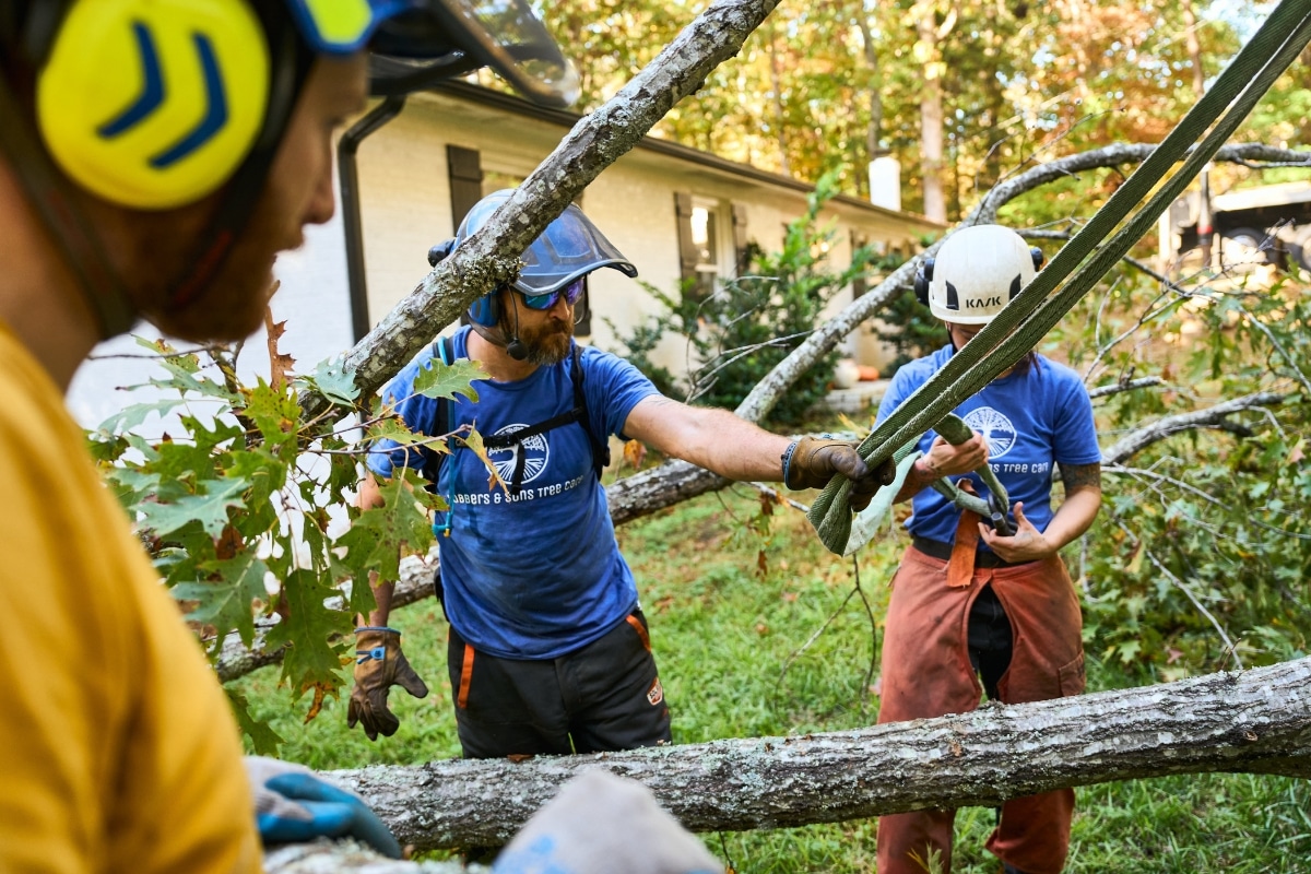 Tree Care Professional Evaluation Expert Tree Care Service North Carolina Lubbers and Sons Tree Care