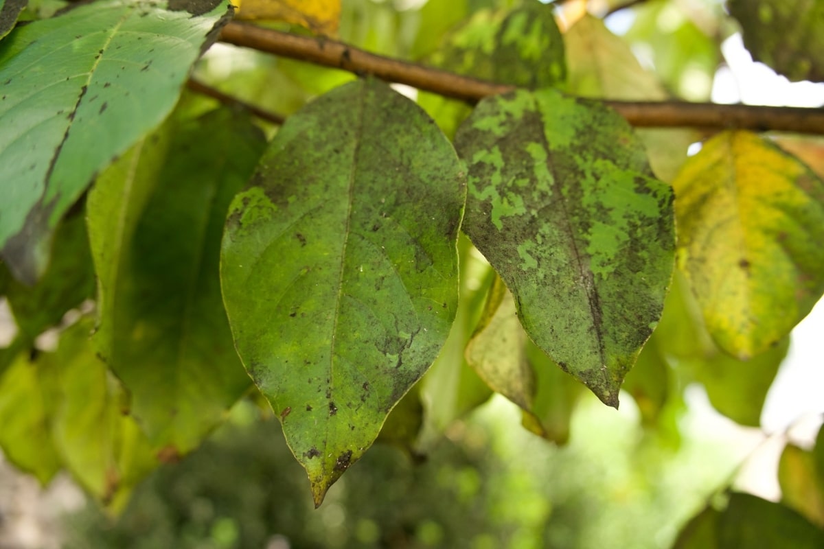 Tree Disease Professional Treatments Tree Care Service North Carolina Lubbers and Sons Tree Care