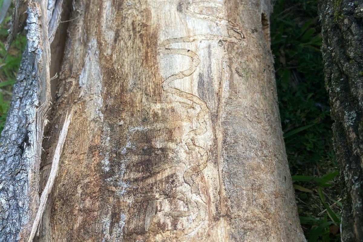 Tree Disease Risk Assessment ISA Certified Arborist Consultations North Carolina Lubbers and Sons Tree Care
