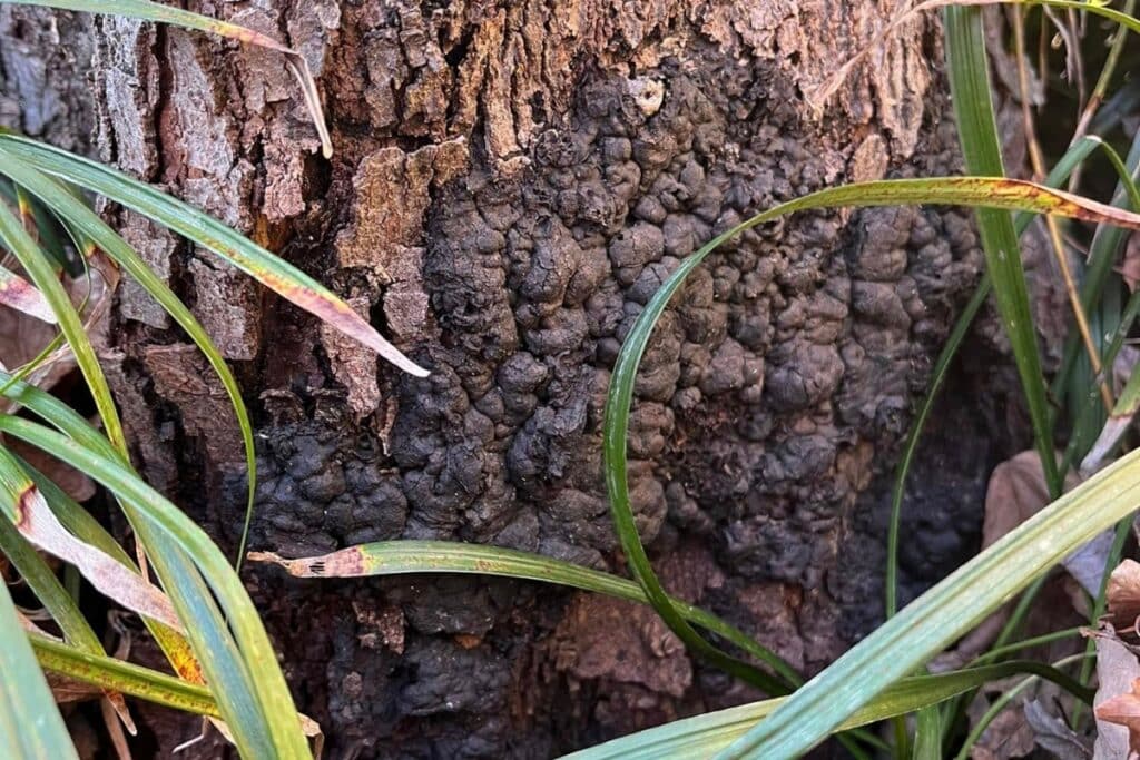 Tree Disease Treatments ISA Certified Arborist Consultations North Carolina Lubbers and Sons Tree Care Problems Recommendations and Solutions
