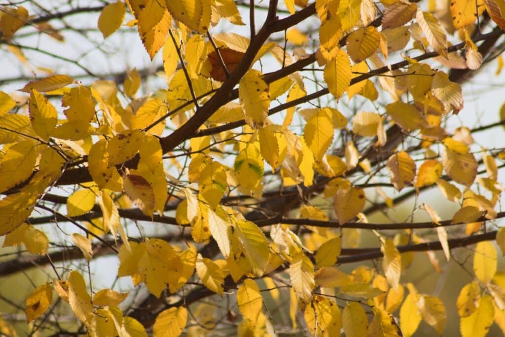 American Elm Central North Carolina Tree Species We Care For Lubbers & Sons Tree Care