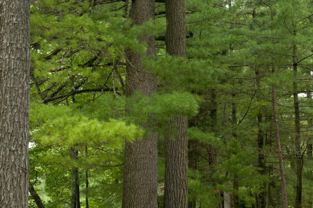 Eastern White Pine Central North Carolina Tree Species We Care For  Lubbers & Sons Tree Care