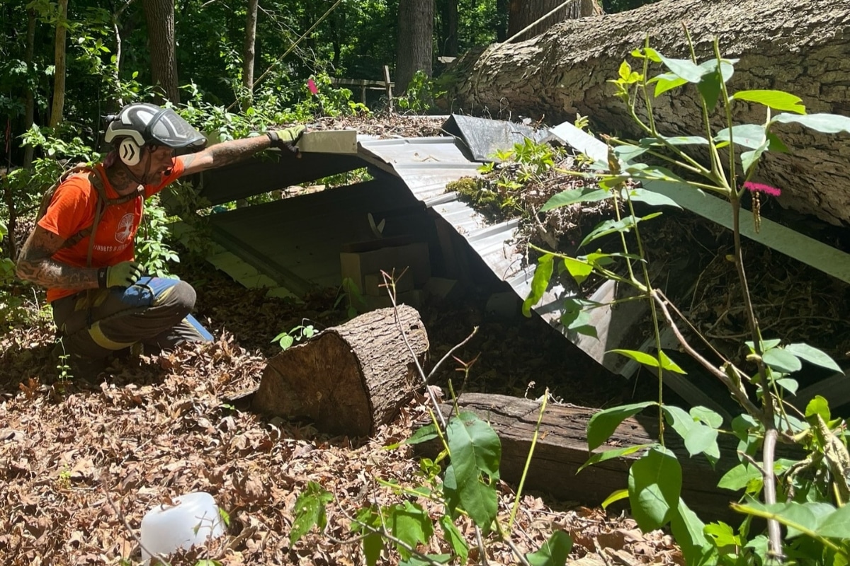 Emergency Tree Removal in North Carolina Lubbers and Sons Tree Care Evaluation and Inspection