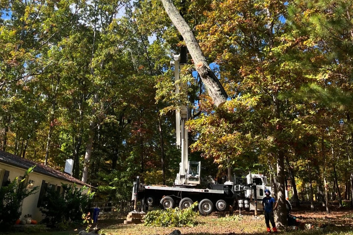 Expert Emergency Tree Removal Crain Project in North Carolina Lubbers and Sons Tree Care