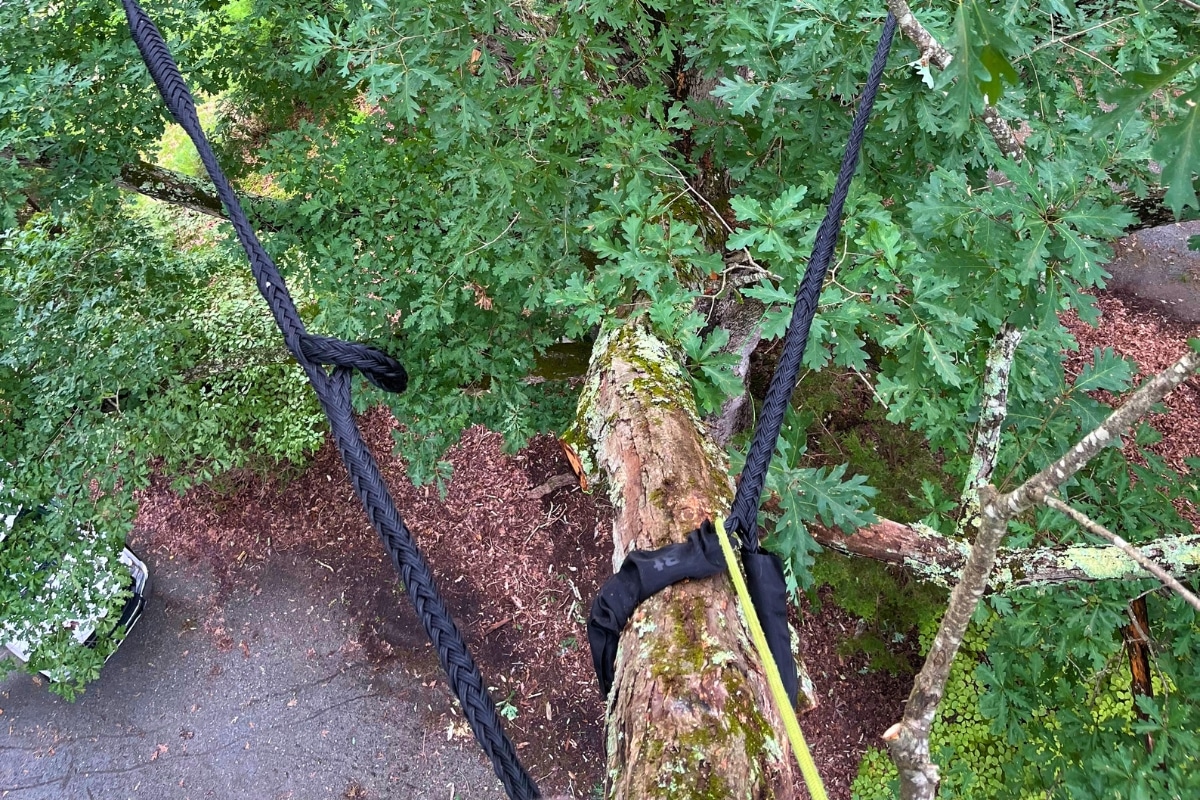 Expert Local Cabling & Bracing Services in North Carolina Lubbers and Sons Tree Care