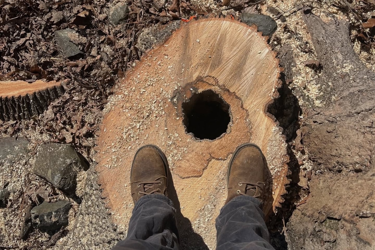 Expert Stump Grinding and Removal North Carolina Lubbers and Sons Tree Care