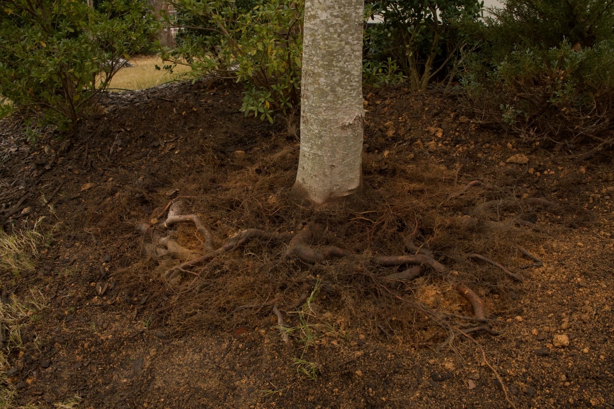 Local PHC Plant Health Care North Carolina Project Lubbers and Sons Tree Care