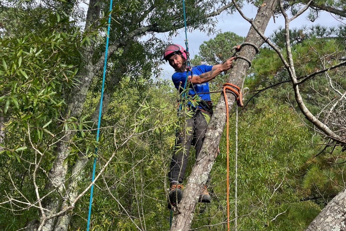 Local Professional Climber Tree Trimming & Pruning North Carolina Lubbers and Sons Tree Care