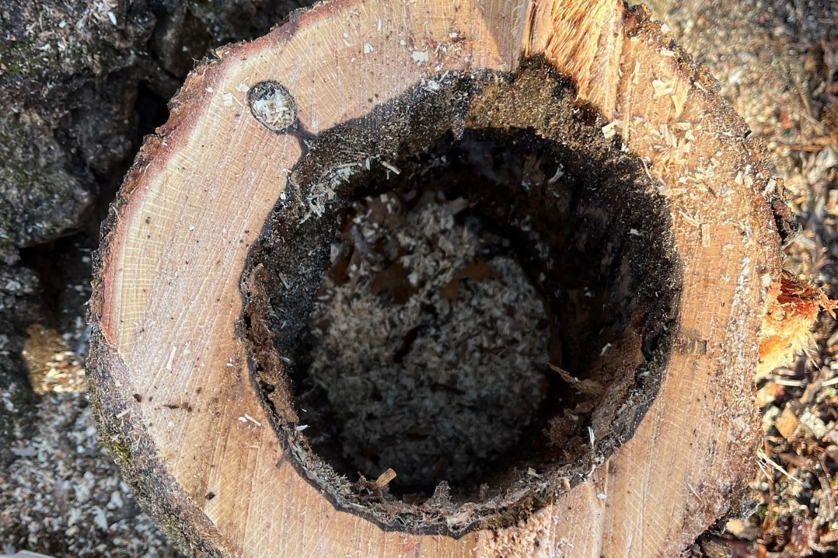 Local Stump Grinding North Carolina Lubbers and Sons Tree Care