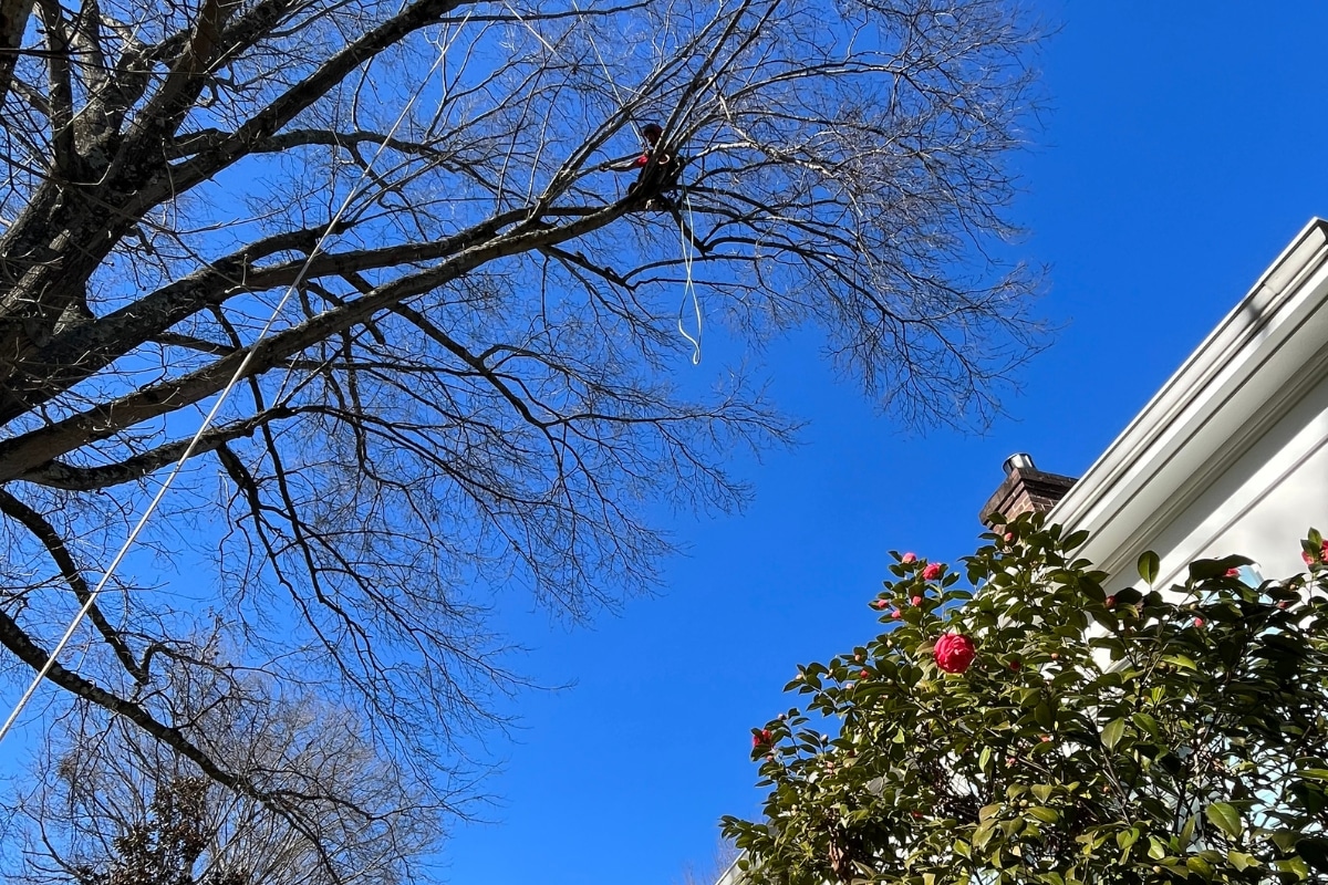 Local Tree Experts Tree Trimming & Pruning North Carolina Lubbers and Sons Tree Care