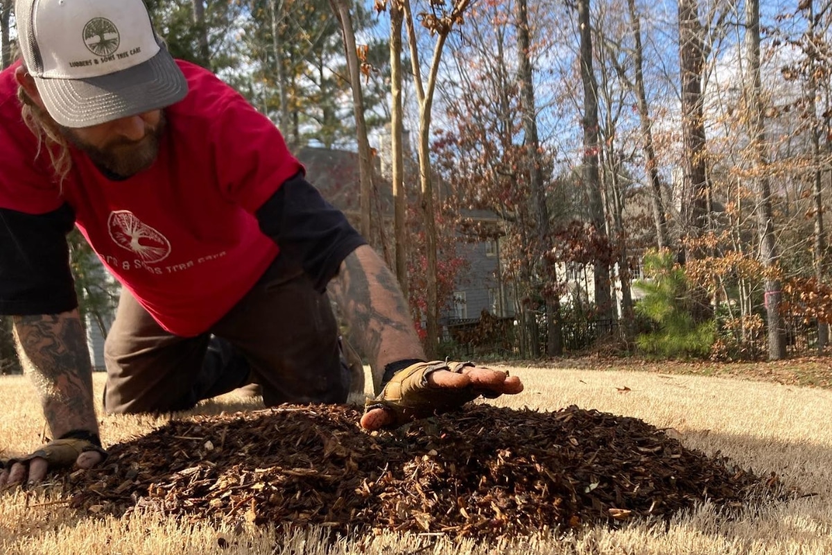 Local Tree Planting Services in North Carolina Lubbers and Sons Tree Care