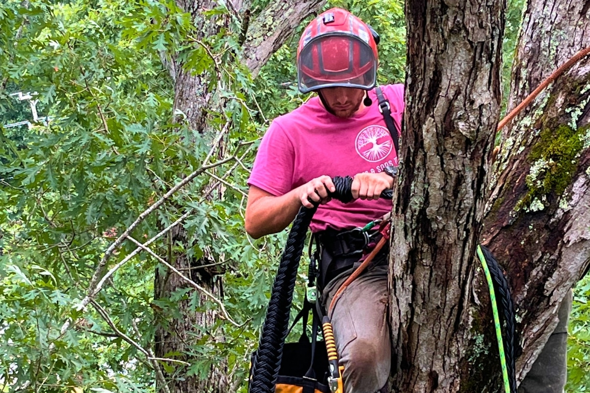 New Cabling & Bracing Project in North Carolina Lubbers and Sons Tree Care