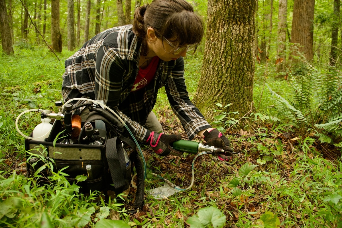 Plant Health Care North Carolina PHC Certified Arborist Lubbers and Sons Tree Care