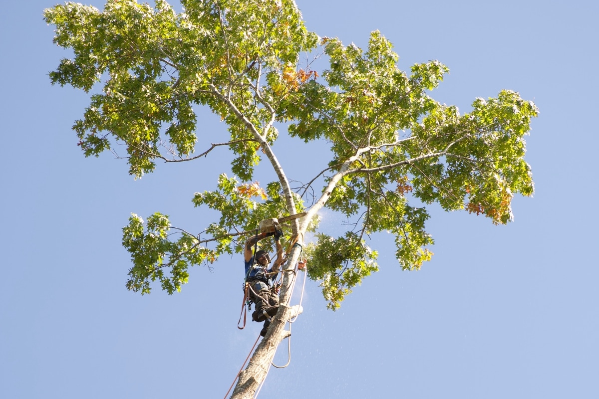 Professional Climber PPE Tree Trimming & Pruning in Central North Carolina Lubbers and Sons Tree Care