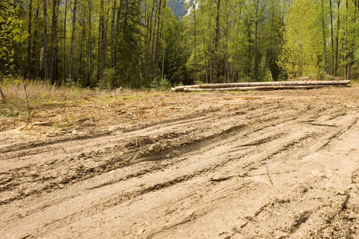 Professional Lot Clearing & Site Work Services in North Carolina Lubbers and Sons Tree Care