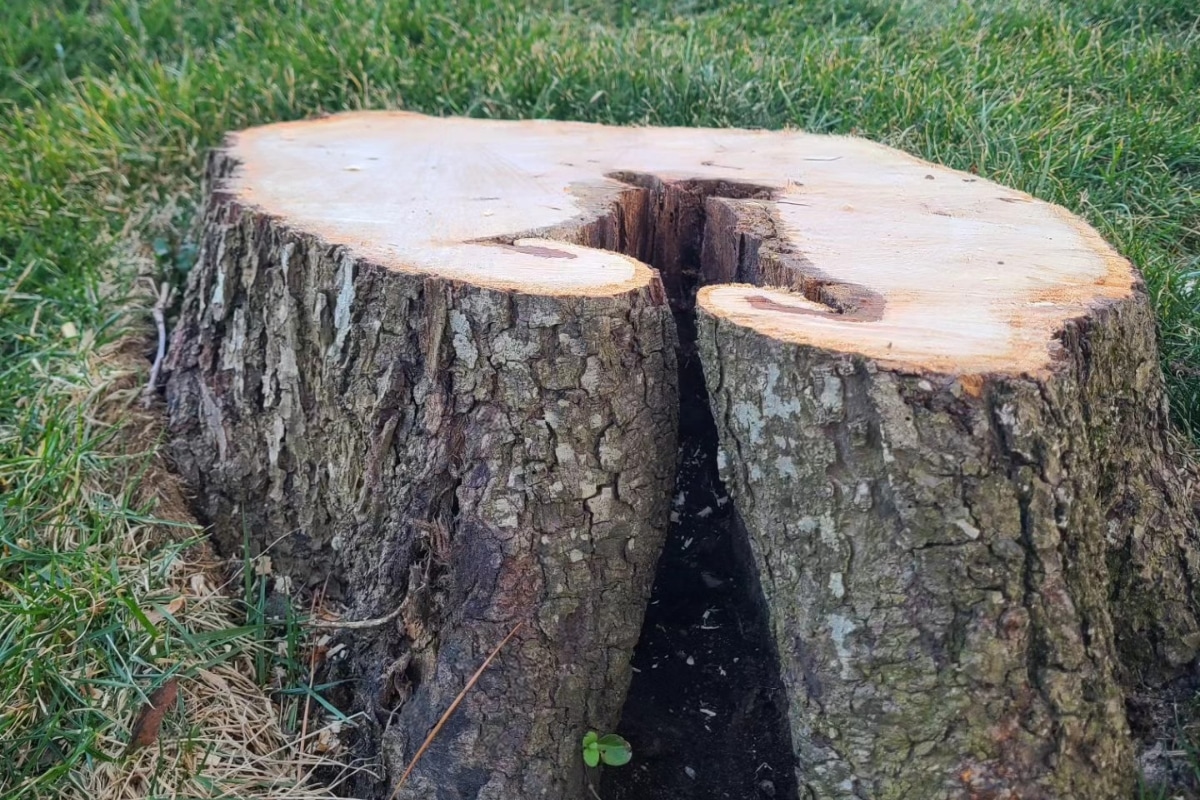 Professional Stump Grinding North Carolina Lubbers and Sons Tree Care