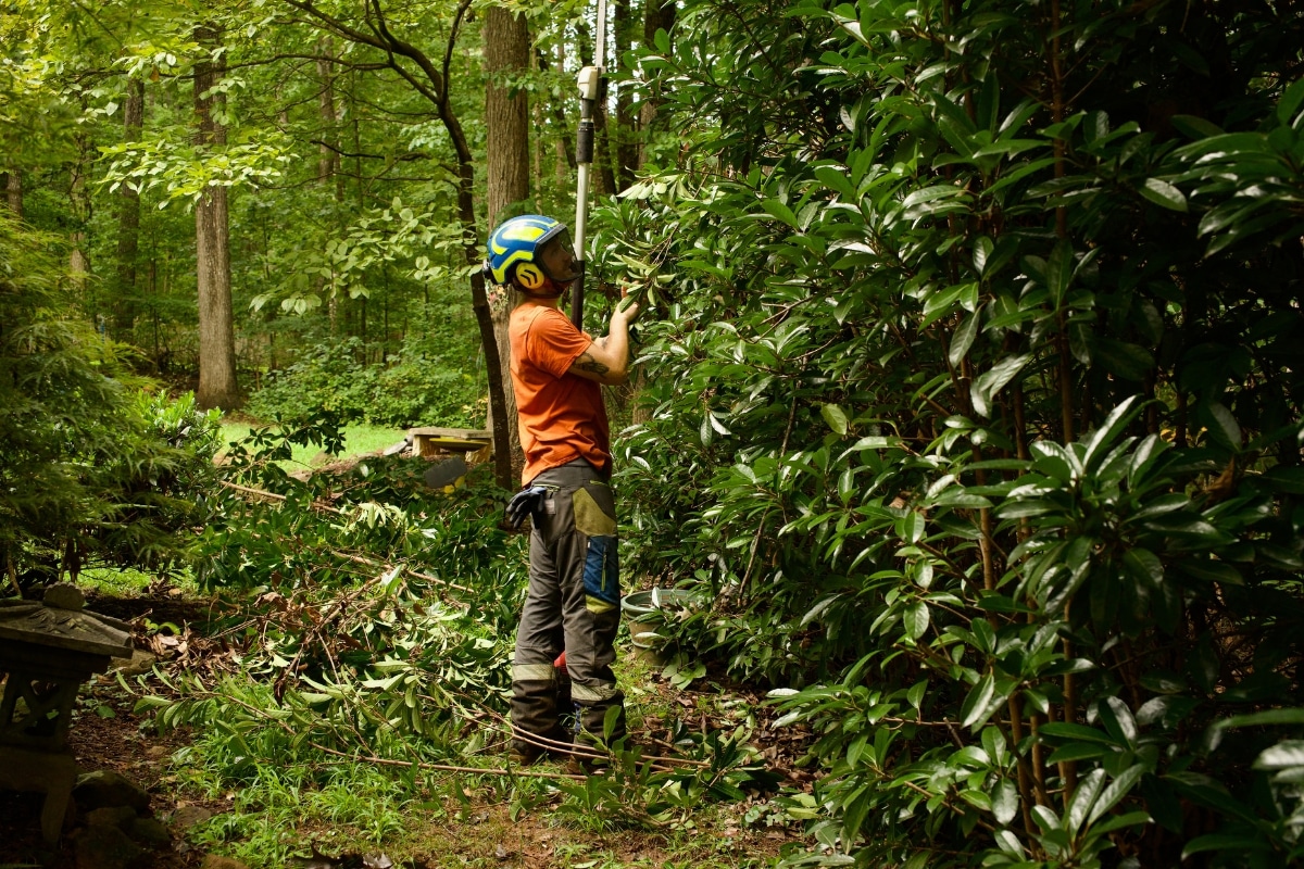 Professional Tree Trimming & Pruning North Carolina Lubbers and Sons Tree Care