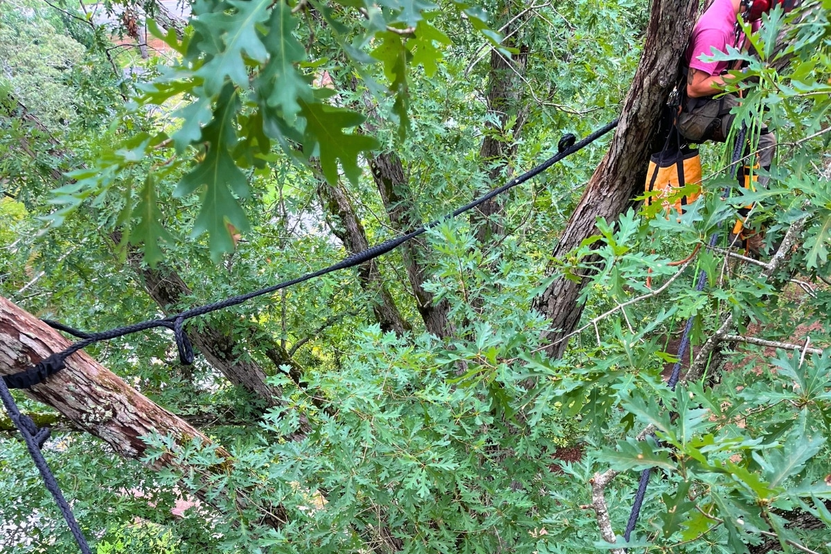 Residential Cabling & Bracing Services in North Carolina Lubbers and Sons Tree Care