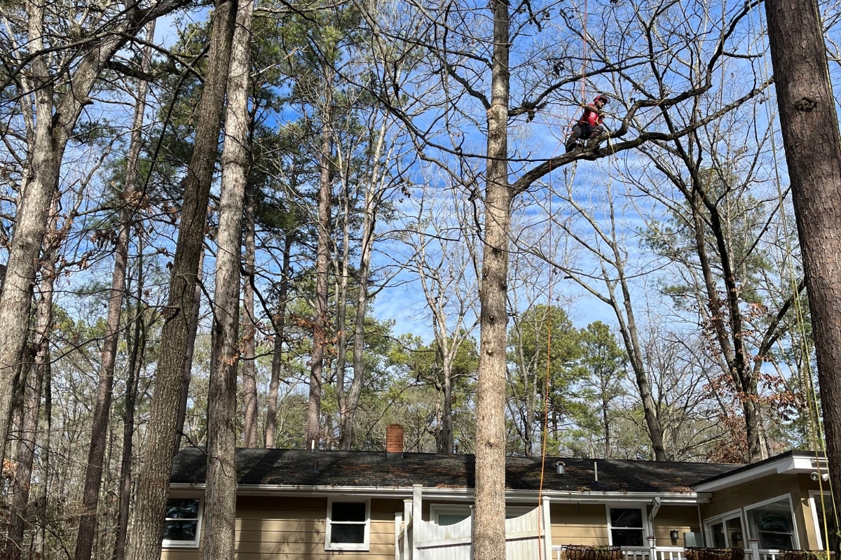 Residential Home Project Tree Trimming & Pruning North Carolina Lubbers and Sons Tree Care
