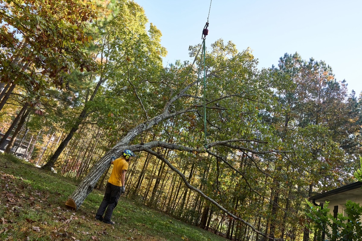 Residential Tree Lot Clearing & Site Work Services in North Carolina Lubbers and Sons Tree Care
