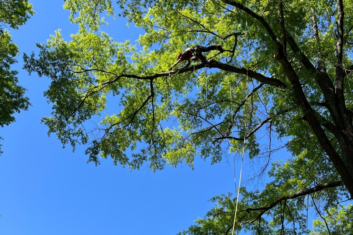 Safety Certified Crew Tree Trimming & Pruning North Carolina Lubbers and Sons Tree Care