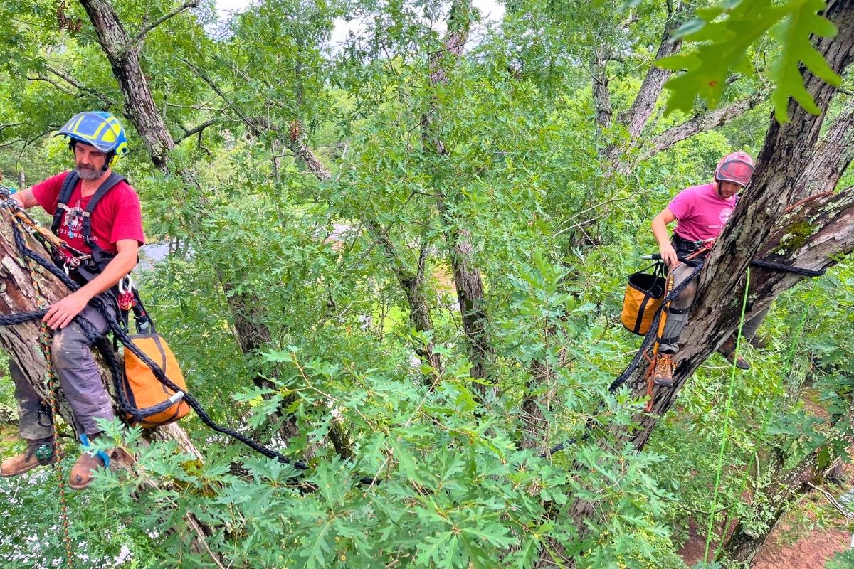 Tree Climber PPE Cabling & Bracing Services in North Carolina Lubbers and Sons Tree Care