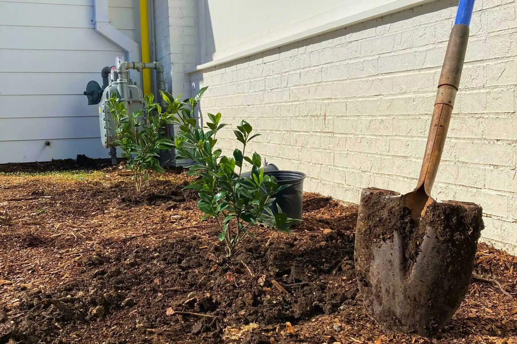 Tree Planting Services in North Carolina Lubbers and Sons Tree Care Commercial Business
