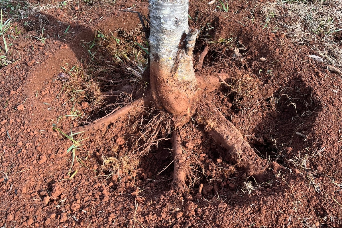 Tree Root PHC Plant Health Care North Carolina Services Lubbers and Sons Tree Care
