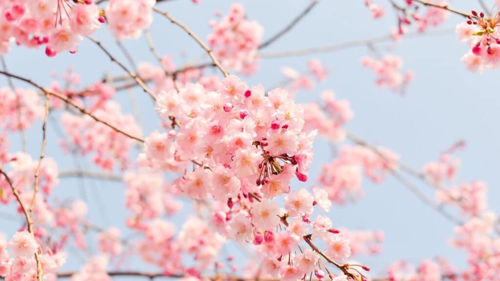 Summer Tree Care in Central NC How Heat and Humidity Affect Trees Flowering Cherry Tree Lubbers and Sons Tree Care North Carolina