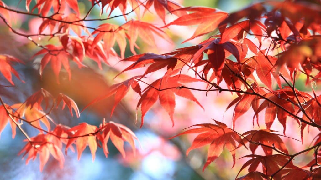 Summer Tree Care in Central NC How Heat and Humidity Affect Trees Japanese Maple Tree Lubbers and Sons Tree Care North Carolina