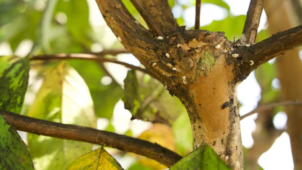 Summer Tree Care in Central NC How Heat and Humidity Affect Trees Pest Infestation and Disease Lubbers and Sons Tree Care North Carolina