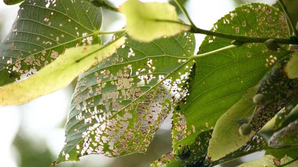 Japanese Beetles in North Carolina What They Do to Your Trees and How to Stop Them Japanese Beetle Infestation Damage Lubbers and Sons Tree Care North Carolina